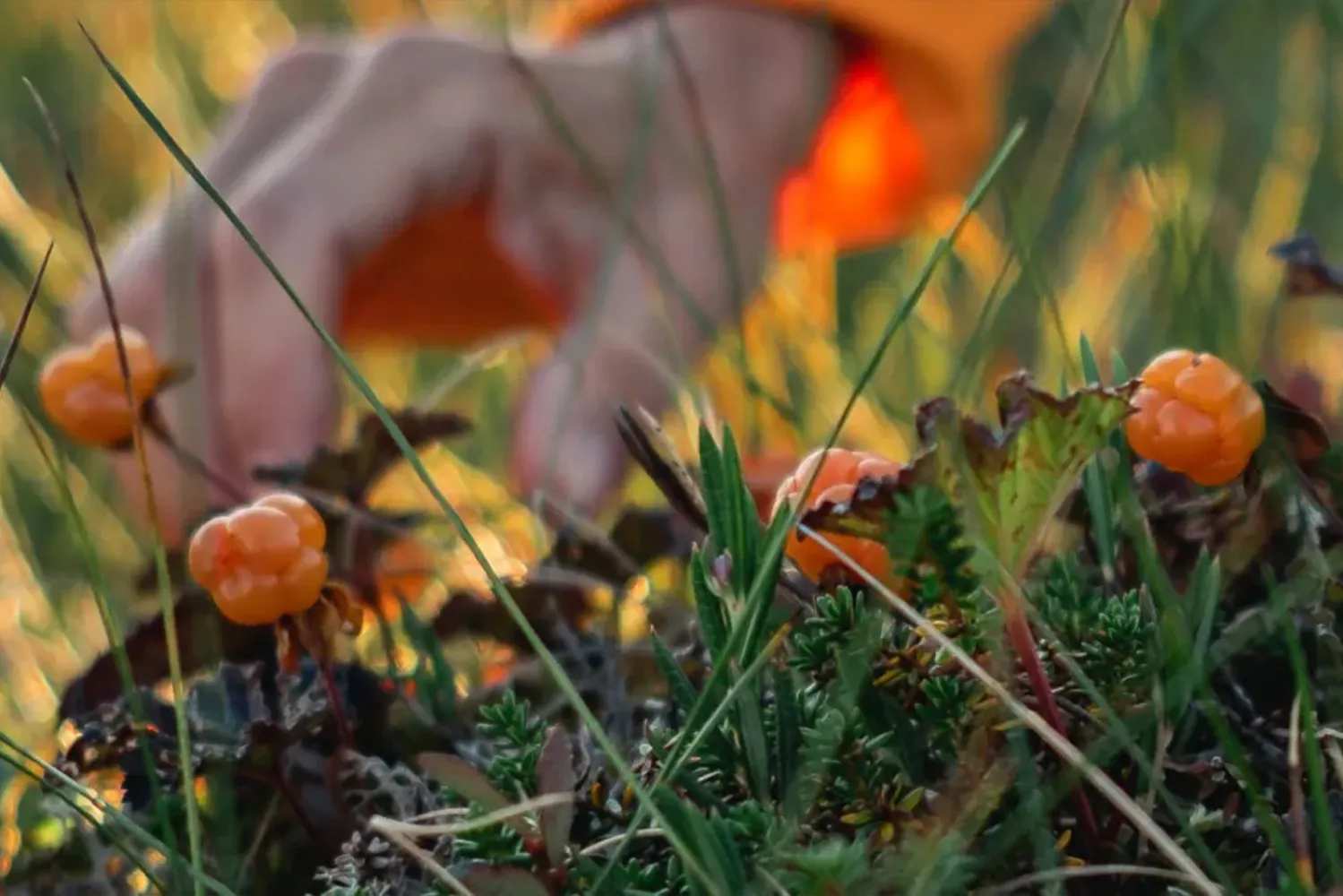En hand som plockar upp ett litet orange bär